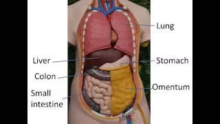 Gastrointestinal anatomy and physiology, Part 1