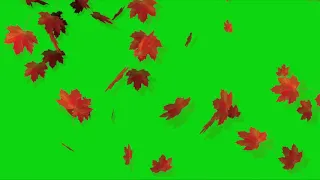 набор переходов осенние листья на зеленом фоне set of transitions autumn leaves on green background