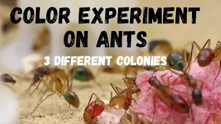 Ants turning Red and Blue in Ultra HD!