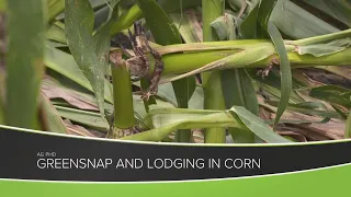 Greensnap and Lodging in Corn (From Ag PhD #1164 -7-26-20)