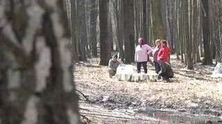 На Волині триває сезон заготівлі березового соку