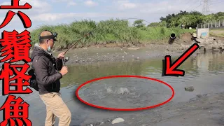 直擊！免費的藥燉土虱滿河都是？！看似平靜的河流聚集大量無鱗生物！