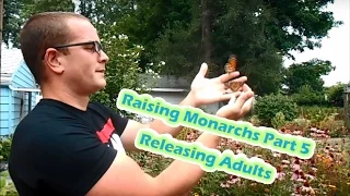 Raising Monarchs Part 5 - Releasing Adults (How To Raise Monarch Butterflies)