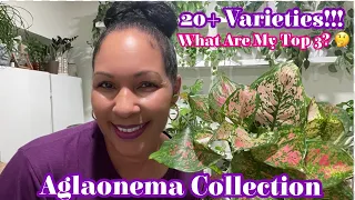 Aglaonema Collection || 20 + Varieties || What Are My Top 3?