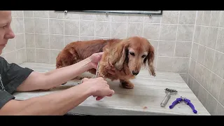 Long Haired Dachshund/Doxin dog breed grooming, scissor cut, dog grooming, no restraints