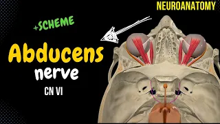 CN 6: Abducens Nerve (Scheme, Pathway, Clinical Relevance) | Neuroanatomy