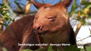 Dendrolagus matschiei -   Кенгуру Матчи  - Matschie's tree kangaroo