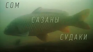 Сом, сазаны, судаки и щука в корягах. Подводная съемка камерой FocusFish. Сентябрь 2021. Река Кама