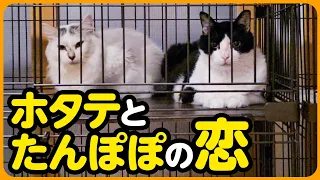 瀕死だった「ホタテ」と...人間不信だった「たんぽぽ」が...出会って恋を知りました