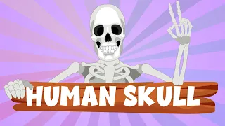 Human Skull: Definition, Anatomy, Structure, & Function - Human Skull for Kids - Learning Junction