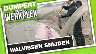 Aangespoelde walvissen snijden | DFJW | DumpertTV