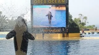 Complete Orca/Killer Whale show, Loro Parque Tenerife 2013 1080P