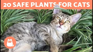 20 SAFE PLANTS for CATS 🌿 For the Home and Garden