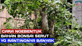 Membuat bonsai serut dengan perantingan yang banyak💪