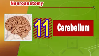 11.  Cerebellum