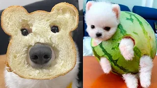 Best Funny Animal Videos Of The 2022 😁🙈 Funniest Animals Compilation #89