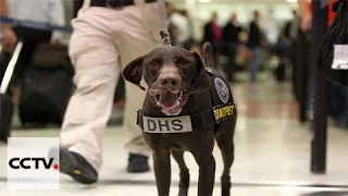 Dogs sniff out presence of explosives in airport