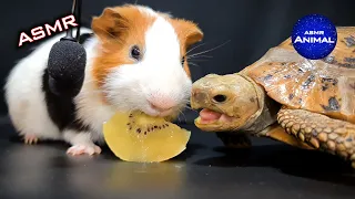 Tortoise & Guinea Pig 🥝 ASMR Eating Kiwi Mukbang 🐢 Turtle Tortoise 123