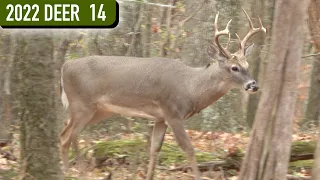 RUT ACTION ALL DAY LONG - Hunting from the Ground