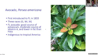 Tropical Fruit Tuesdays: Growing the Avocado in South Florida