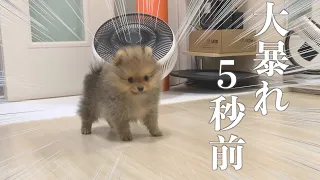 子犬ポメラニアン大はしゃぎ！家中を走り回る姿が超絶かわいい【初ケージ外出編】