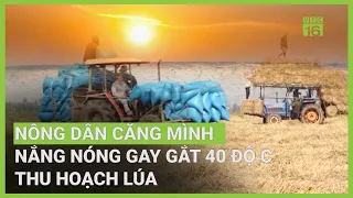 Nông dân căng mình dưới nắng nóng 40 độ thu hoạch lúa | VTC16