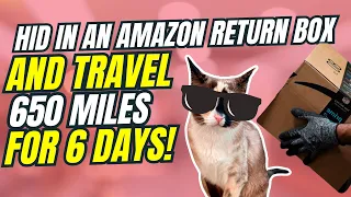 Cat accidentally shipped 650 miles in Amazon return Box