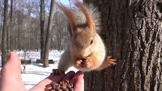 Про толстую Балерину и другую белку / About fat Ballerina and another squirrel