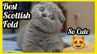 CUTE SCOTTISH FOLD CAT COMPILATION , KITTEN SCOTTISH FOLD CATS, FUNNY CAT VIDEO