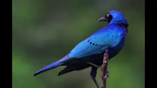 oiseau rusi