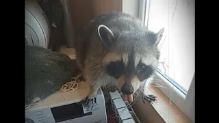 Тот случай когда завёл себе енота!) / The case when I got myself a raccoon!)