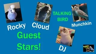 Talking birds who learned from Kiwi the Parakeet!