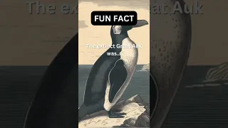 The Great Auk #shorts #facts #sixsecondfact