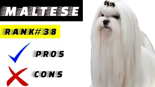 Maltese Dog Pros And Cons | The Good AND The Bad