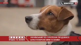 Талісман чернігівських піротехніків: пес Патрон продовжує розміновувати українську землю
