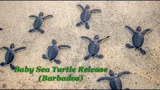 Baby Sea Turtle Release Barbados Sea Turtle Project