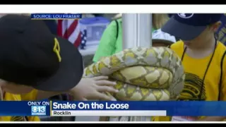 10-foot python on the loose in California neighborhood