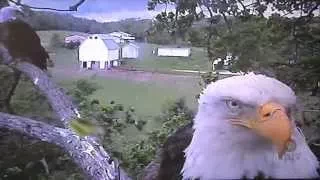 Decorah Eagle Update, Decorah, Iowa