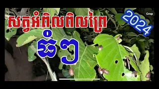 របៀបចាប់សត្វអំពិលព្រៃ#2024