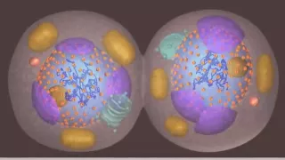 Mitosis