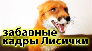 Забавные Кадры из Жизни Домашней Лисы - Жизнь с Лисой / MIKI THE FOX