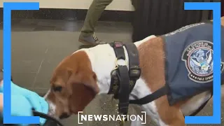 Meet the scent-sniffing dog keeping the country safe | Morning in America