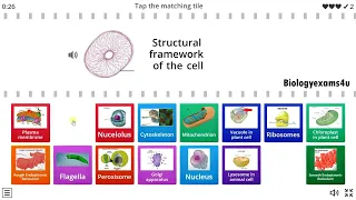 Cell Structure and Function in 90 Seconds