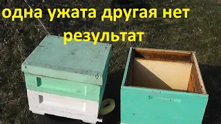 что даёт ужатие семьи весной