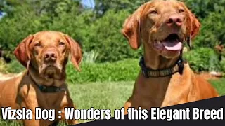 Vizsla Dogs | Everything You should Know About @relaxyourpetdog