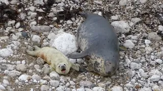 Newborn seal pup getting stroked by his mother
