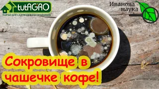 ПЛЕСЕНЬ НА КОФЕ, ЗАВАРКЕ, ХЛЕБЕ и ЛИМОНАХ? Какая польза плесени? А вот какая! Триходерма не плесень!