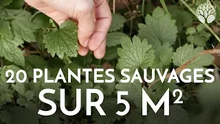 20 plantes sauvages sur 5 m2