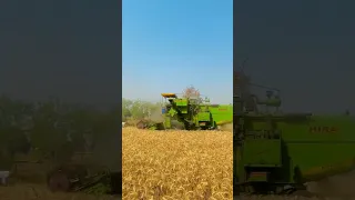 Hira#combine #harvester #harvestermachine #combinemachine #combineharvester #trending #shorts