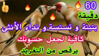 🔥#ساعة بتبتة و تستسة و نداء الأنثى🔥تخلي حسونك يرقص و يغرد نار و بقوة🔥فعالة و مجربة 💯👍💯💚